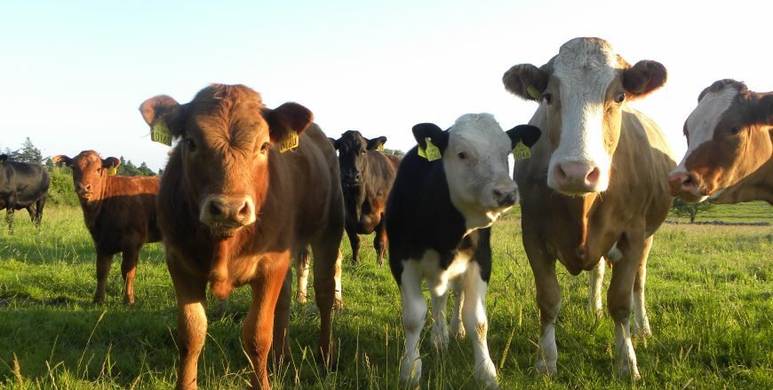 suckler-cow-and-calfs
