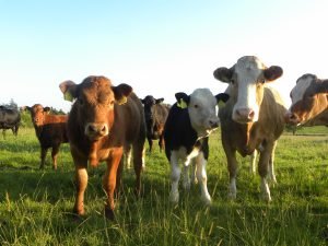 suckler-cow-and-calfs