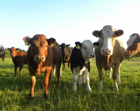 suckler-cow-and-calfs
